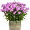 Cloudburst Phlox -Garden Plant Store Cloudburst Phlox Blooming in a Pot 89503.1615565835