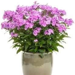 Cloudburst Phlox