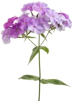 Cloudburst Phlox -Garden Plant Store Cloudburst Phlox with Purple Pink Blooms up Close 97511.1551416734