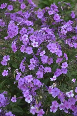 Cloudburst Phlox -Garden Plant Store Cloudburst Phlox with Purple Pink Flowers 48089.1551416734