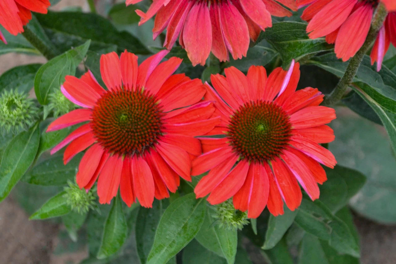 Color Coded Frankly Scarlet Coneflower - Image 4