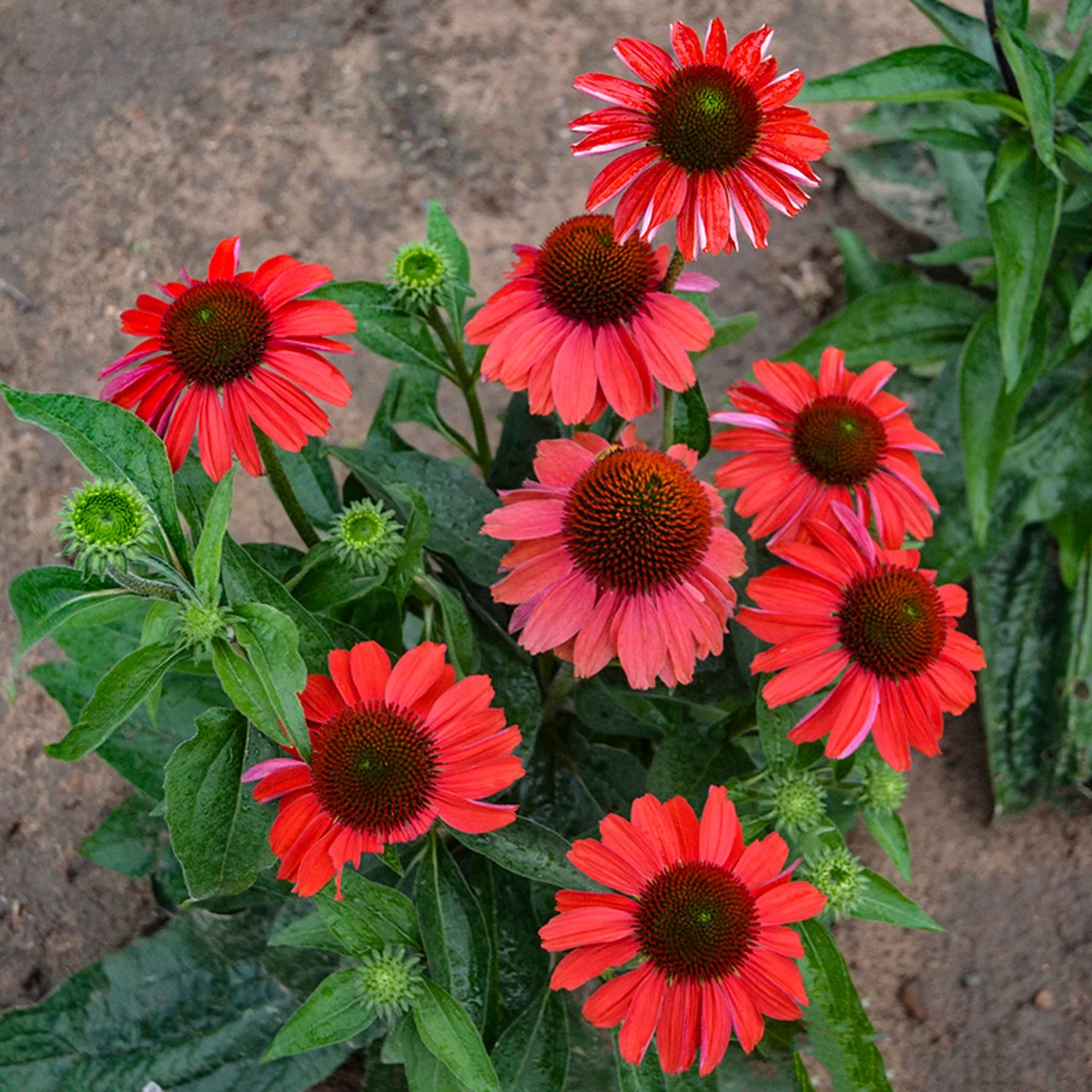 Color Coded Frankly Scarlet Coneflower - Image 2