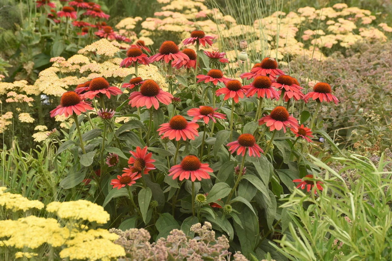 Color Coded Frankly Scarlet Coneflower - Image 3