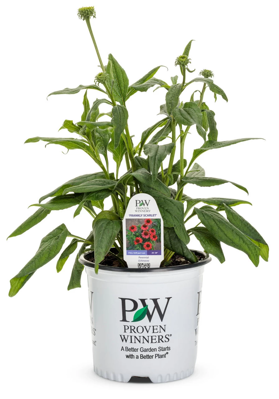 Color Coded Frankly Scarlet Coneflower - Image 6