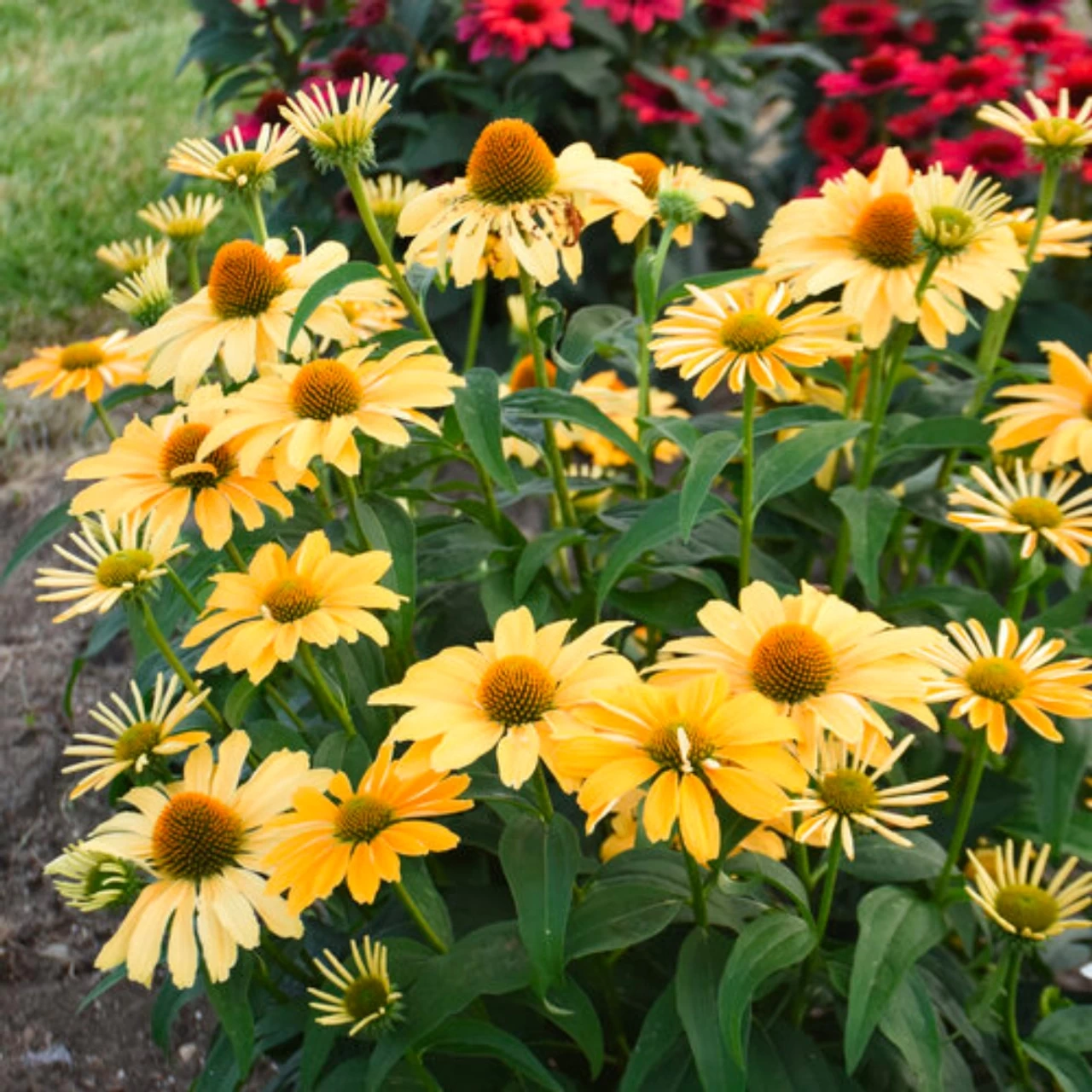Color Coded® One In A Melon Coneflower - Image 3