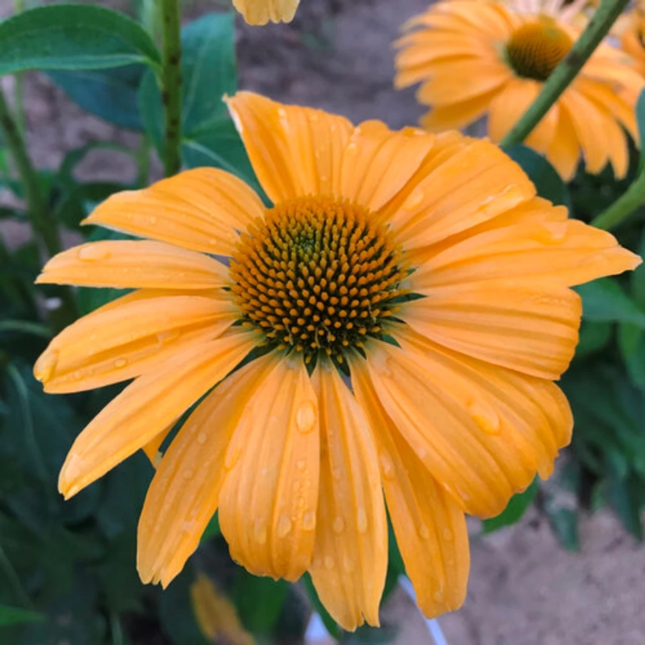 Color Coded® One In A Melon Coneflower