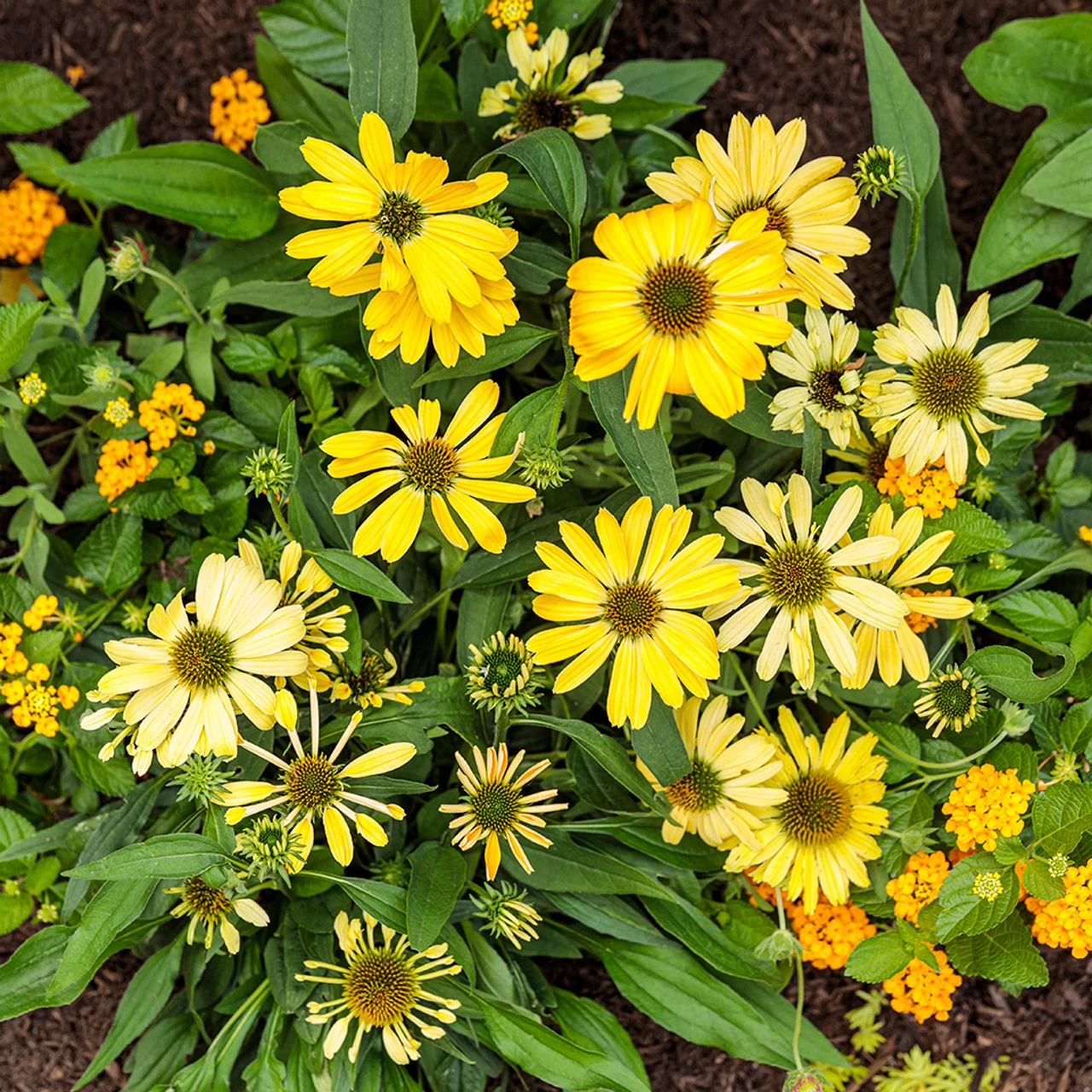 Color Coded Yellow My Darling Coneflower - Image 5