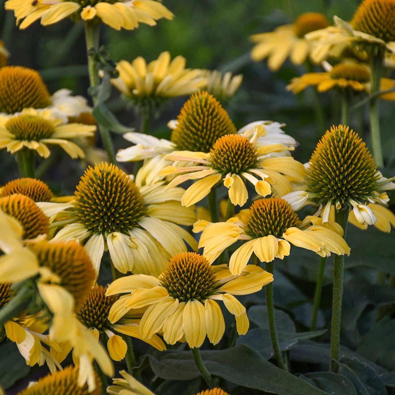 Color Coded Yellow My Darling Coneflower - Image 2