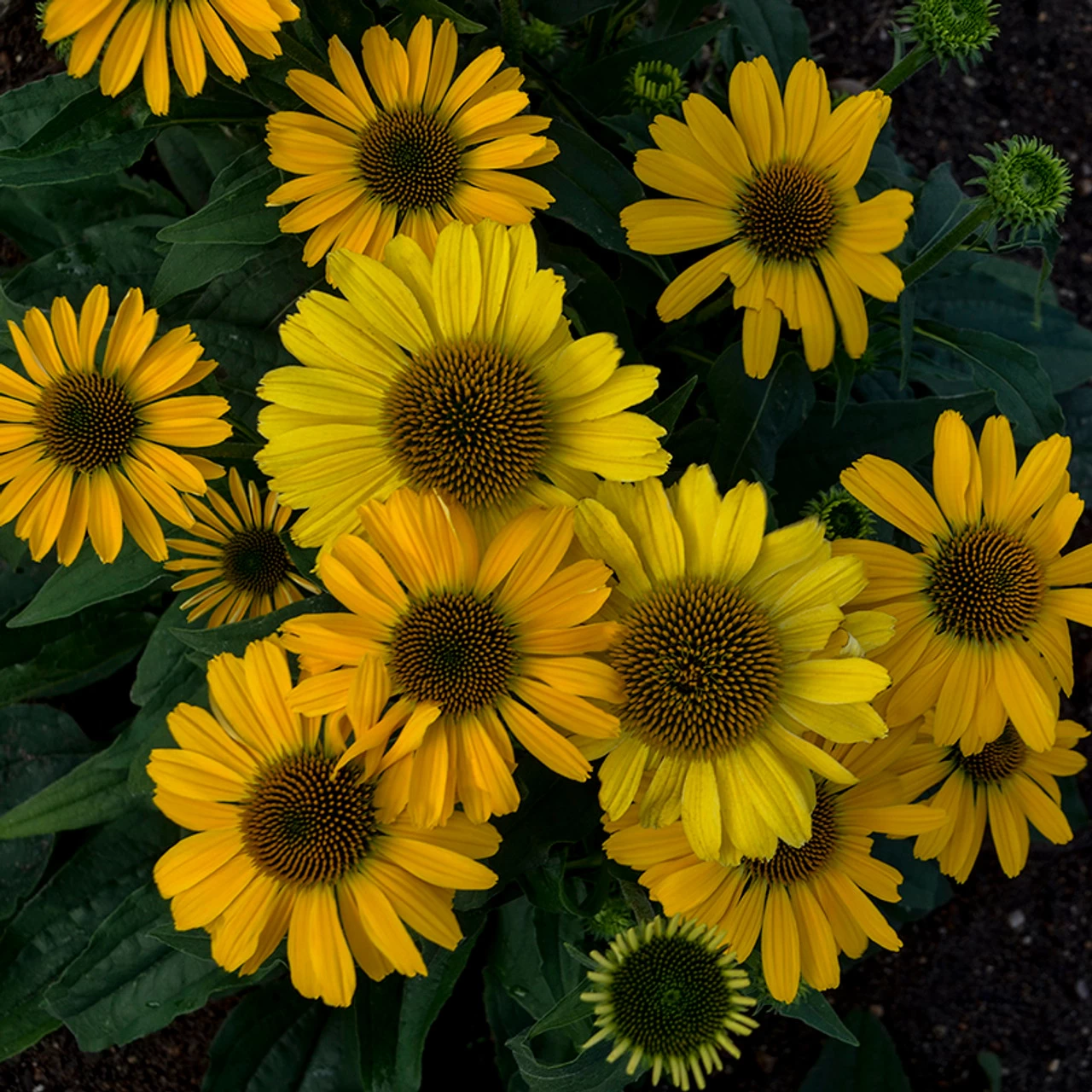 Color Coded Yellow My Darling Coneflower - Image 6