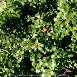 Compact Japanese Holly -Garden Plant Store Compact Japanese Holly Leaves Cropped compressor 60222.1507168892