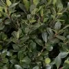 Compact Japanese Holly -Garden Plant Store Compact Japanese Holly Leaves Up Close Cropped compressor 58700.1507168870