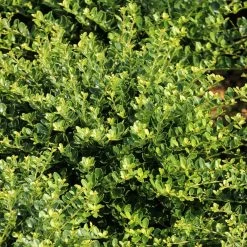 Compact Japanese Holly -Garden Plant Store Compact Japanese Holly Branches 53604.1585414029