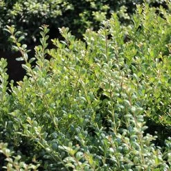 Compact Japanese Holly -Garden Plant Store Compact Japanese Holly Shrub 66218.1585414036