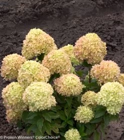 Little Lime® Hydrangea -Garden Plant Store Compact Little Lime Hydrangea Shrubs With Large Flowers 60487.1518580413