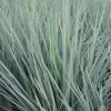 Coolvista™ Dianella