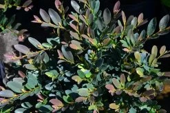 CopperTone Distylium -Garden Plant Store CopperTone Distylium Foliage 86708.1499390788