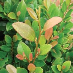 CopperTone Distylium -Garden Plant Store CopperTone Distylium Leaves 82680.1499390749