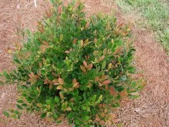 CopperTone Distylium -Garden Plant Store CopperTone Distylium Shrub 96075.1499390778