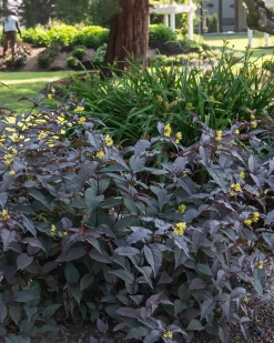 Copper Low Bush Honeysuckle -Garden Plant Store Copper Low Bush Honeysuckle in the Front Yard 74203.1649435490