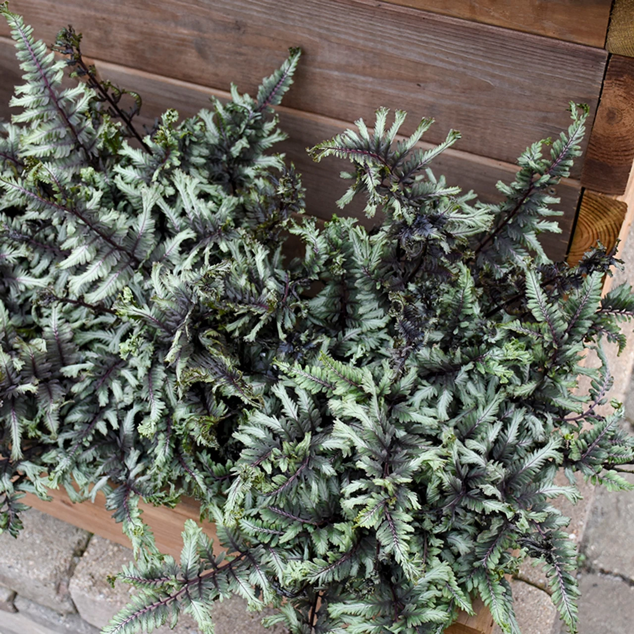 Crested Surf Fern 5 Crested Surf Fern - Image 3