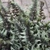 Crested Surf Fern 2 Crested Surf Fern -Garden Plant Store Crested Surf Fern green foliage 84168.1611937148