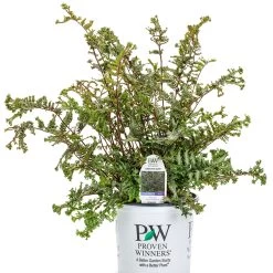 Crested Surf Fern 21 Crested Surf Fern -Garden Plant Store Crested Surf Fern in Proven Winners Pot 91566.1611937196