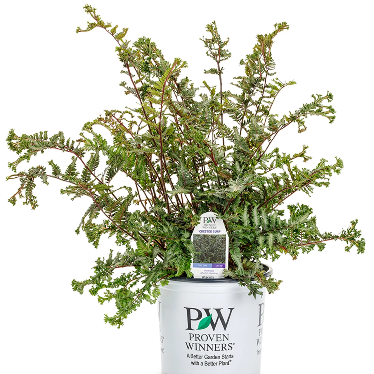 Crested Surf Fern 12 Crested Surf Fern - Image 10