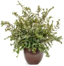 Crested Surf Fern 20 Crested Surf Fern -Garden Plant Store Crested Surf Fern in a flower pot 05779.1611937192