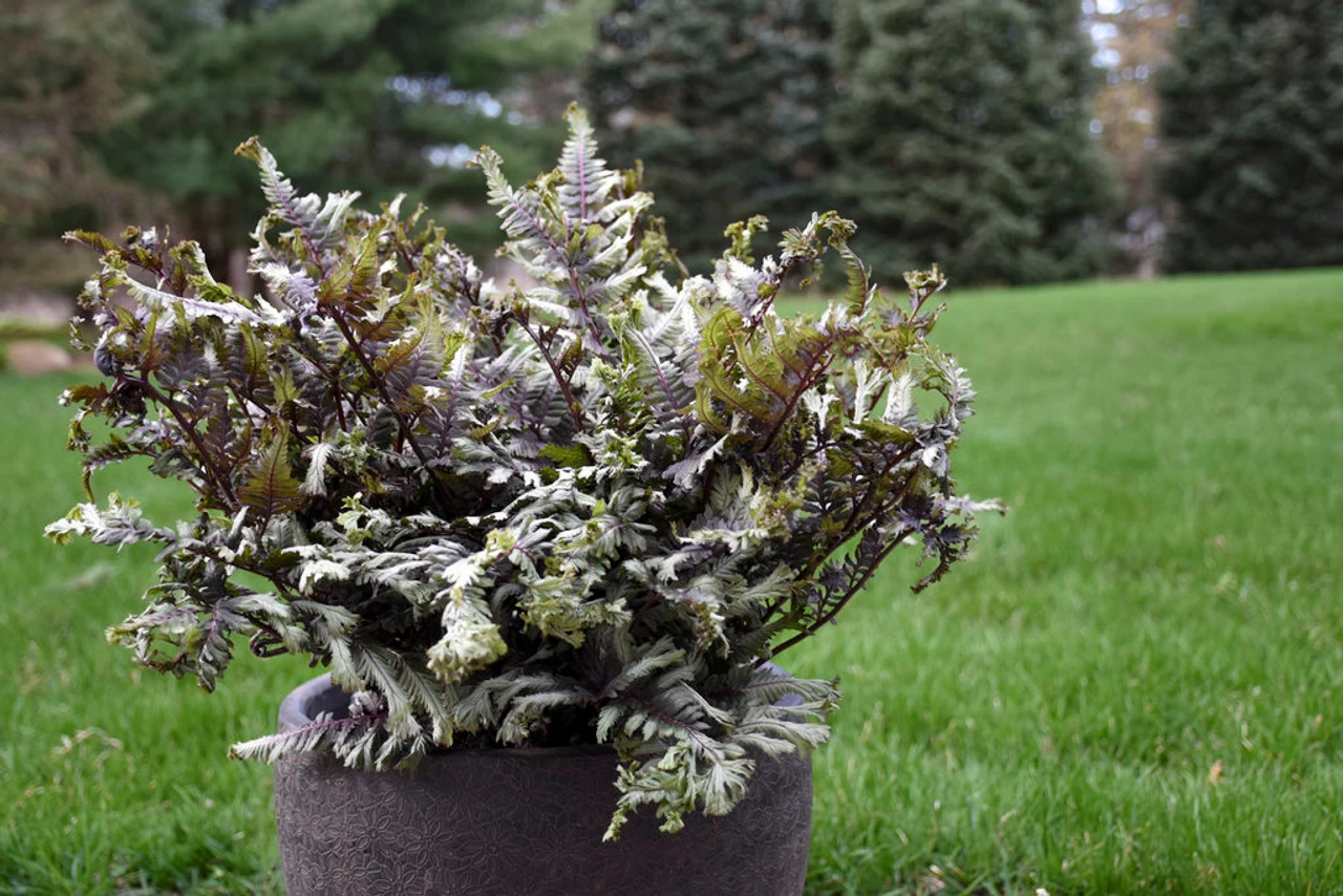 Crested Surf Fern 4 Crested Surf Fern - Image 2
