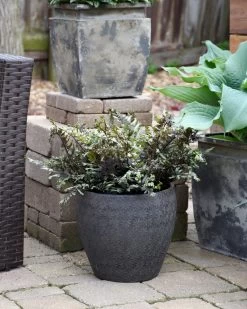 Crested Surf Fern 18 Crested Surf Fern -Garden Plant Store Crested Surf Fern in decorative pot 24461.1611937188