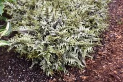 Crested Surf Fern 17 Crested Surf Fern -Garden Plant Store Crested Surf Fern in ground 52236.1611937161