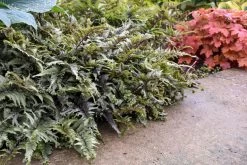 Crested Surf Fern 16 Crested Surf Fern -Garden Plant Store Crested Surf Fern in the entry way 98768.1611937158