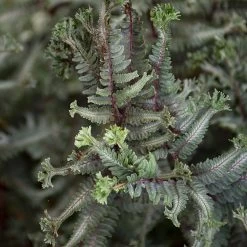 Crested Surf Fern 19 Crested Surf Fern -Garden Plant Store Crested Surf Fern in the shade 17635.1611937185