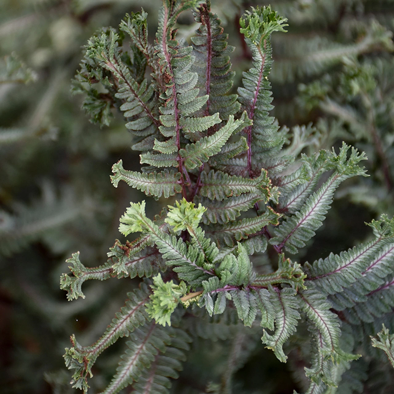 Crested Surf Fern 10 Crested Surf Fern - Image 8