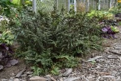 Crested Surf Fern 15 Crested Surf Fern -Garden Plant Store Crested Surf Fern plant in shade garden 12440.1611937156