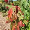 Crimson Comet Buttonbush -Garden Plant Store Crimson Comet Buttonbush Shrub 64387.1652385495