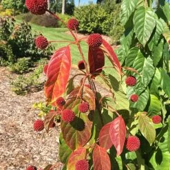 Crimson Comet Buttonbush