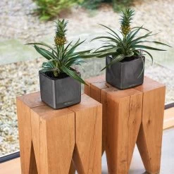 LECHUZA Cube Glossy Planter -Garden Plant Store Cube Glossy Planter With Succulents 41364.1679589440
