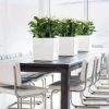 LECHUZA Cube Planter -Garden Plant Store Cube Planters on Dining Table Inside 40531.1619209275