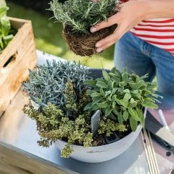 LECHUZA Cubeto Stone Bowl Planter -Garden Plant Store Cubeto Stone Bowl Planter with Succulents 98709.1619544171