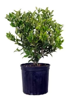Curly Leaf Ligustrum -Garden Plant Store Curly Leaf Ligustrum Recurvifolia in Nursery Pot 72059.1645548249