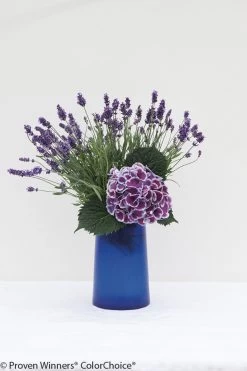 Cityline® Mars Hydrangea 7 Cityline® Mars Hydrangea -Garden Plant Store Cut Cityline Mars Hydrangea Flower in Vase 20385.1518580934