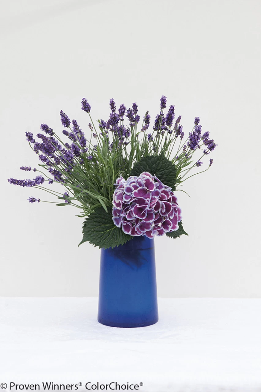 Cityline® Mars Hydrangea 5 Cityline® Mars Hydrangea - Image 3