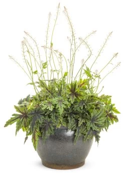 Cutting Edge Foamflower 10 Cutting Edge Foamflower -Garden Plant Store Cutting Edge Foamflower Blooming in Pot 20786.1551235506