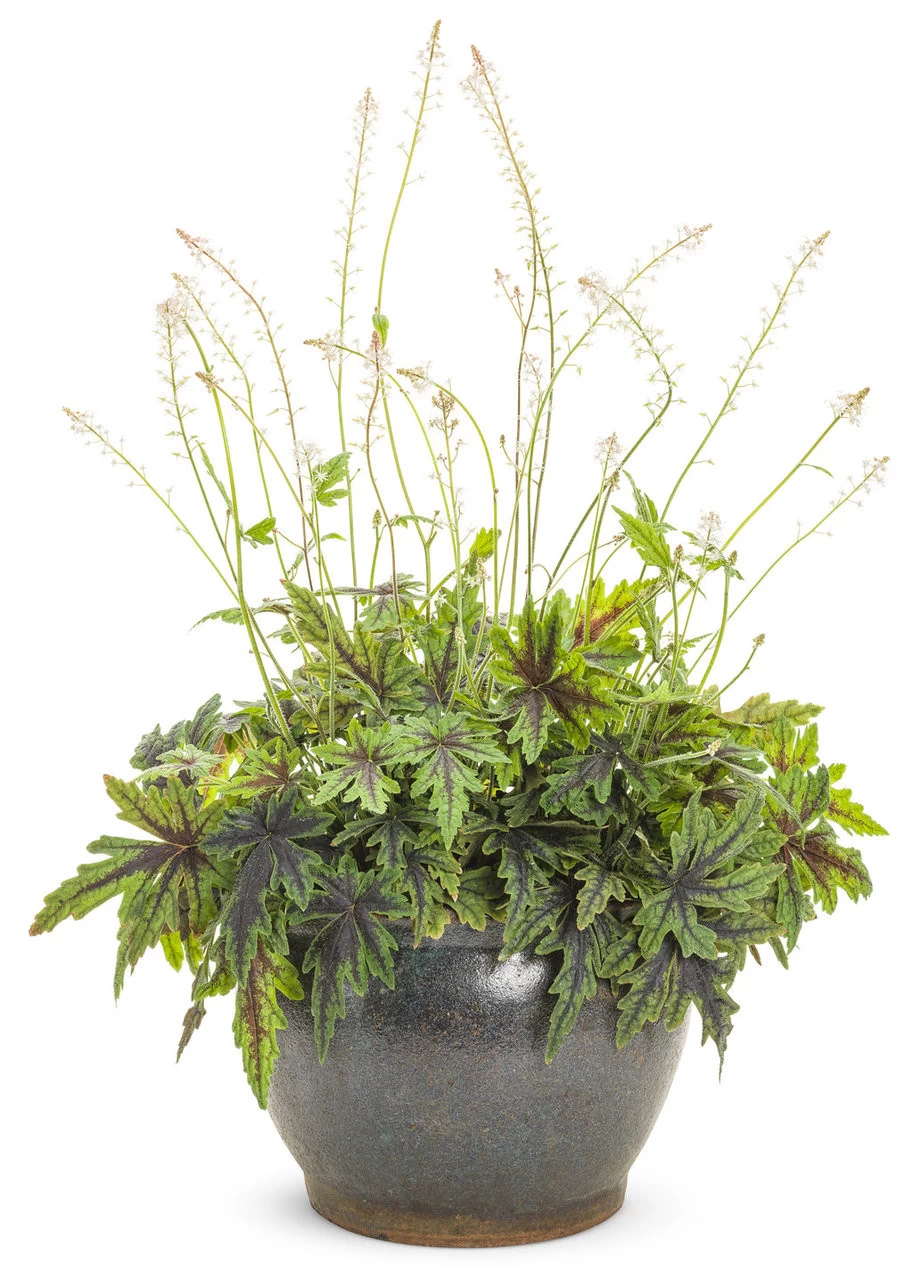 Cutting Edge Foamflower 6 Cutting Edge Foamflower - Image 4