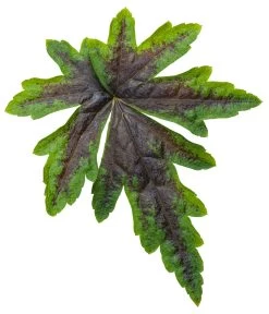 Cutting Edge Foamflower 9 Cutting Edge Foamflower -Garden Plant Store Cutting Edge Foamflower Leaf 45248.1551235511