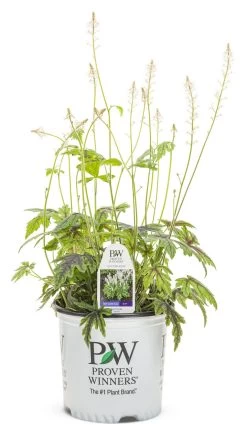 Cutting Edge Foamflower 11 Cutting Edge Foamflower -Garden Plant Store Cutting Edge Foamflower in Proven Winners Pot 65812.1551235508