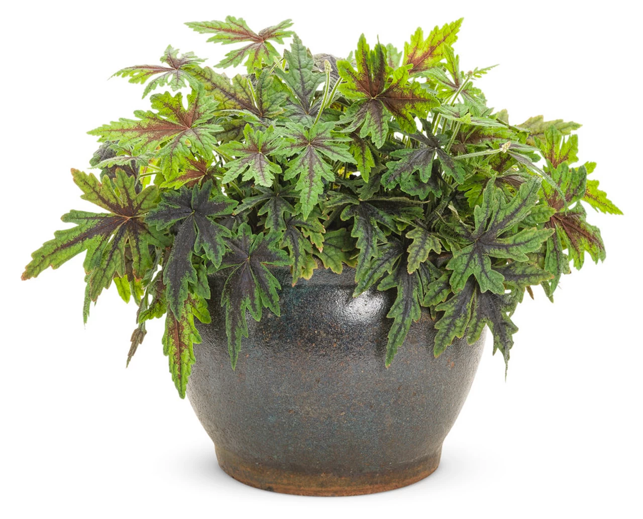 Cutting Edge Foamflower 4 Cutting Edge Foamflower - Image 2