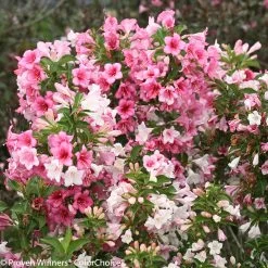 Czechmark Trilogy Weigela