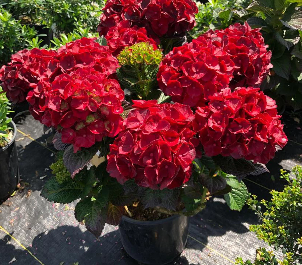 Cherry-Go-Round™ Hydrangea 4 Cherry-Go-Round™ Hydrangea - Image 2